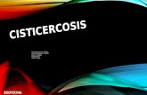 Cisticercosis bioseguridad
