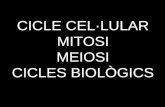 01   ampliació imatges mitosi, meiosi
