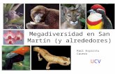 Megadiversidad en San Martín (y alrededores)