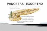 Páncreas  Exocrino- Histología