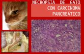 Necropsia  de  gato con carcinoma pancreático