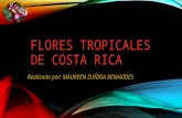 Flores Tropicales de Costa Rica