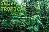 Selva tropical pablo s. víctor g.r. 2ºa