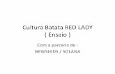 Ensaio batata RED LADY - SOLANA