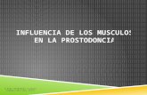 Músculos y Prostodoncia