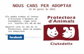 Cans per adoptar 19.01.2012