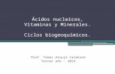 áCidos nucleicos, vitaminas y minerales