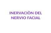 Inervacion del nervio facial