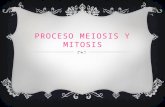 Presentacion meiosis