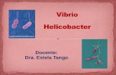 Vibrio Helicobter