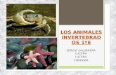 Tema 6 animales invertebrados total