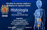 Aparato urinario, Histología