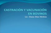 CastracióN Y VacunacióN En Bovinos1
