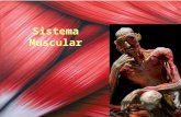 Sistema muscular#2