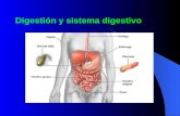 Sistema digestivo humano (1)