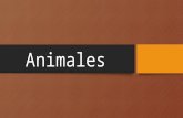 Animales (HUMOR)