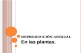 Reproducción asexual de las plantas.