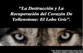 La Destrucción y la Recuperación del Corazón de Yellowstone: El Lobo Gris