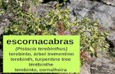 Escornacabras (Pistacia terebinthus)