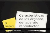 Caracteristicas de los organos del aparato reproductor gravido y no gravido