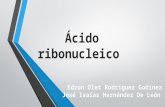 Ácido Ribonucleico (ARN)