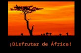 Disfrutar africa