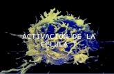 Activacion de la_celula_t