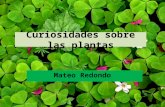 Curiosidades sobre las plantas (1)