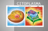 Citoplasma Original