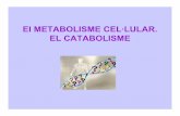 01   ampliació - metabolisme biologia