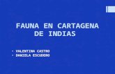 Fauna en Cartagena de Indias