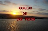 Visita Sechura-Manglares de San Pedro IEP Americano