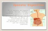 Leomary gutierrez. tarea biologia aparato digestivo