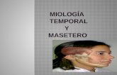 Miología temporal y masetero
