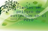 Plantas en peligro de extinción