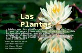 Diapositivas de las plantas