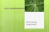 Las hormonas vegetales