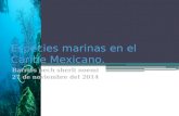 Especies marinas en el caribe mexicano