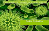 Enfermedades causadas por virus, parasitos, contaminacion ambiental, alergenos y vectores.
