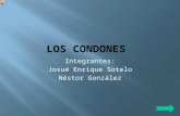 LOS CONDONES