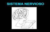 Sistema nervioso-central-1220263673755501-8