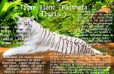 Tigre blanc panthera tigris