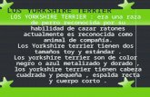 Yorkshire terrier marta 5ºb