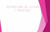 METABOLISMO DE LIPIDOS Y PROTEINAS UAN 2015