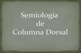 Semilogia vertebras dorsales