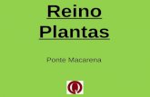 PPT- Reino Plantas- Ponte Macarena -If16