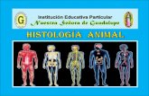 Histologia  animal