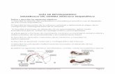 Embriologia desarrollo del sistema musculo esqueletico