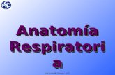 Anato fisiorespiratoria2[1]