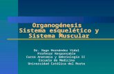 Organogénesis sistema esquelético y sistema muscular